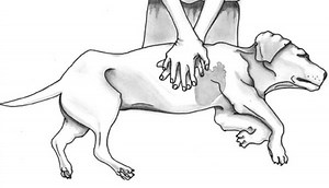 CPR For Dogs And Cats - This Is What To Do If Your Pet Starts Choking Or Can’t Breathe