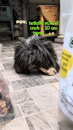comment choisir des friandises 100% naturel pour animaux domestiques une seule adresse+213795530416