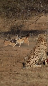 6.6M views · 10K reactions | Delve into the intriguing world of black-backed jackals, where each encounter reveals a tale of competition and survival.  Marakele National Park, South Africa   @maratabaluxurylodges x @cyrano_padiachi | African Travel, Inc | Facebook