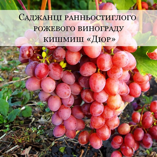 🍇Саджанці рожевого винограду кишмиш «Діор» • Саджанці з розвиненим коренем • Ягоди вагою 7-8 г • Щільні ґрона вагою 0,7-1,5 кг • 7-10 кг врожаю з одного куща Для замовлення зі знижкою тисніть "В магазин"⤵️ | Садовий центр "WestGard"