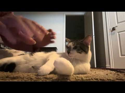 #Simba Ki morning Exercise#Massage#Healthy Simba baba#Canadian Simba baba❤️🇨🇦