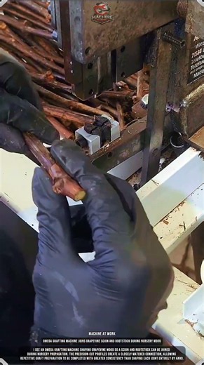Omega Grafting Machine Joins Grapevine Scion and Rootstock During Nursery Work