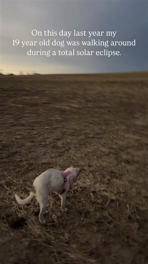 What an honor it was to be her mom long enough to give her 2 eclipse power ups. ✨ | Feral to Forever