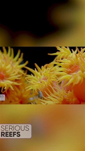 Part 4: SUN CORAL / TUBASTRAREA #seriousreefs | Serious Reefs