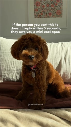 Lilo The Cockapoo on Instagram: "still in time to add a cockapoo to your christmas wishlist 🐶😛 #cockapooworld #cockapoopuppy #cockapooclub #cockapoo #puppydays #puppylife #puppythings #cockapoopuppies #cockapoolove #puppymoments"