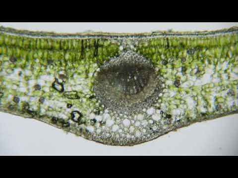 植物の葉と茎の断面の観察実験 高校生物実験