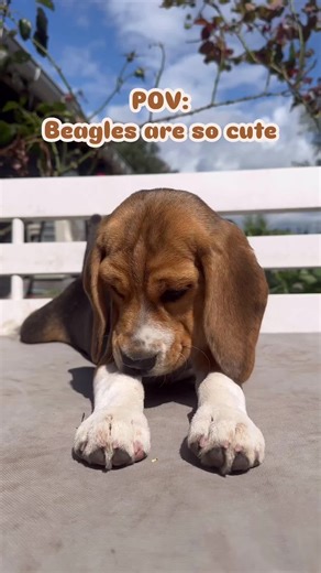 Cute Beagle Puppy Compilation 🐶🥰