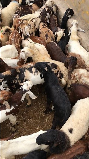 Famous Goat Mating Call | Goats Calling Each Other Loudly