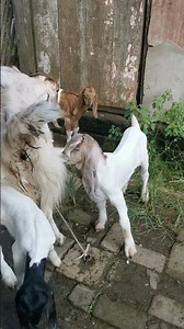 baboon plus male and female offspring