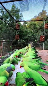 Morning Parrot Calling Sounds | Beautiful Green Birds | BIRD 24