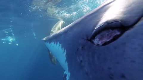 This Is The Biggest Great White Shark Ever Caught On Camera