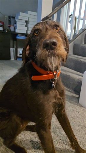 #Pudelpointer | Abby Jimenez