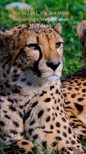 How India Lost Its Asiatic Cheetahs 🐆 | The Dark History #facts#animals #shorts