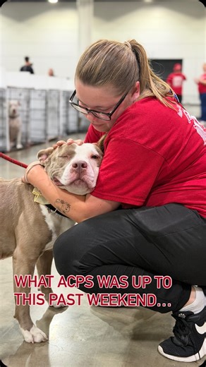 The first-ever Jacksonville Pet Adoption Festival by the numbers: 🥳 77 ACPS dogs adopted 🥳 63 ACPS cats adopted 💖 30 ACPS staff members 💖 30 ACPS volunteers and Dogs Around Duval members 😎 6 awesome partner shelters 🤪 2 long, exhausting, AMAZING days, all thanks to our community! Thank you, Jacksonville, for helping us save lives this weekend! We’re so grateful and we love knowing our dogs and cats spent the last week in loving homes ❤️ #yourcityshelter #jacksonvilleflorida #adoptdontshop 