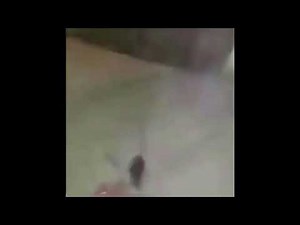 dead mouse comes back to life