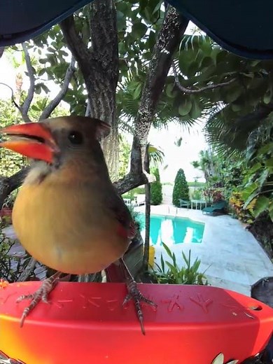 ママカーディナル、ひまわりの種を食べる/Mama Cardinal feeding sunflower seeds #northerncardinal
