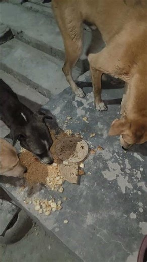 cute dog #cute #dog#doglover #puppy #labrador #shortvideo ##cute teddy bear pic