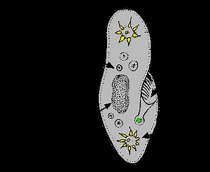 The Protists and Moneran Kingdom