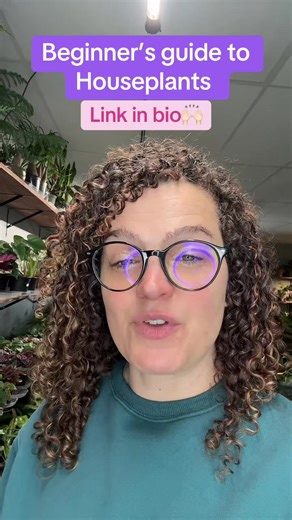 Beginner’s Guide to Houseplants: Essential Tips for Care