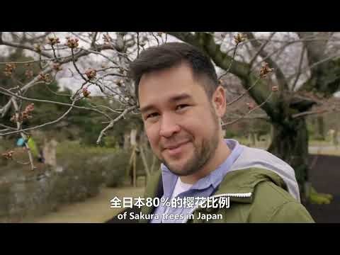 Springwatch in Japan Cherry Blossom Time 日本赏春樱花盛开时节
