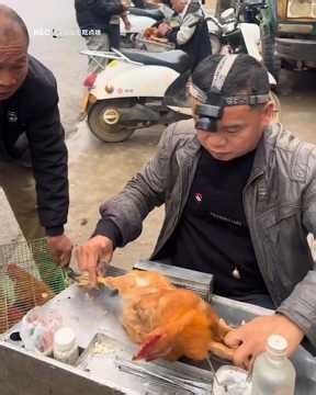 Castrating roosters: an age-old skill. #france #africa