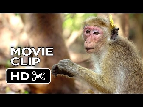 Monkey Kingdom Movie CLIP - We're the Monkeys (2015) - Disneynature Documentary HD