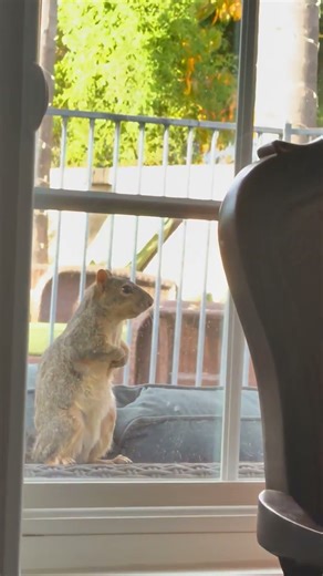 Hilarious Moment Squirrel Caught Engrossed in Stranger Things' New Season