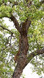 Watch this stunning female leopard descend from the safety of this Marula tree in Kruger National Park #leopard #krugernationalparksouthafrica #alloutsafaris | All Out Safaris