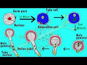 Microgametogenesis | Germination of pollen grain & Development of male gametes in plants. (Animated)
