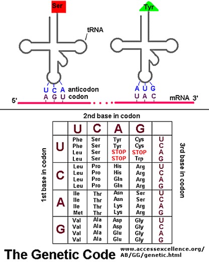 RNA & Proteins