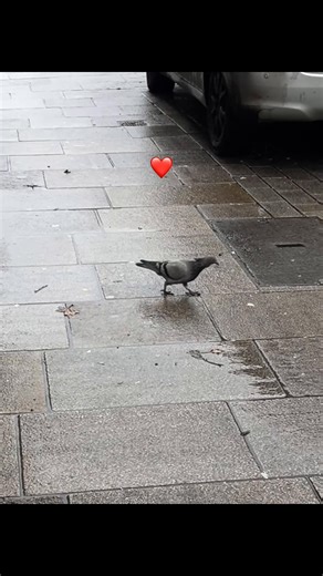 Feeding Pigeons: A Simple Joy to Lift Your Spirits