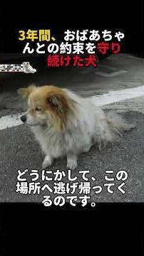 3年間、おばあちゃんとの約束を守り続けた犬#感動 #泣ける動画 #涙腺崩壊 #切ない