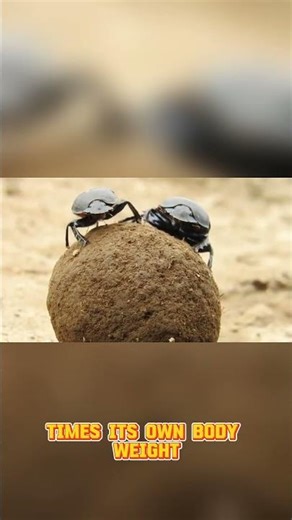 😲 This Insect Lifts 1000x Its Weight #Insects #Animals #Nature #Wildlife #Shorts #shortsvideo