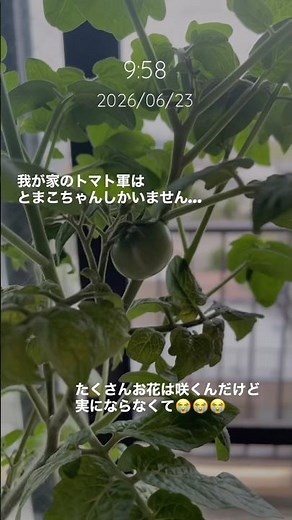 【ストーリー☀️】ミニトマトの花は咲くのに実がならないっ…【水耕栽培】【家庭菜園】【初心者】【ずぼら】【無農薬】