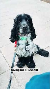 Exhausting flight day + pet dogs nearby barking & being a bit unruly but he