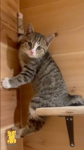 Funny Cat & Cute Kittens709😻 #shorts #kucing #kucinglucu #funny #pet #cat #foryou #viral #viralvideo