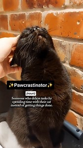 Guilty as charged!😤🤣 . . . . . . . . . . . . . . . . #kittytheduchess #catsofinstagram #cats #catsagram #catlover #funnycats #crazycat #blackcatsofinstagram #crazycatlady #catmemes #procrastination #mood #lazy #funnycatvideos #funnyreels #blackcatsclub #dailymemes #moodoftheday #funny | Kitty.TheDuchess