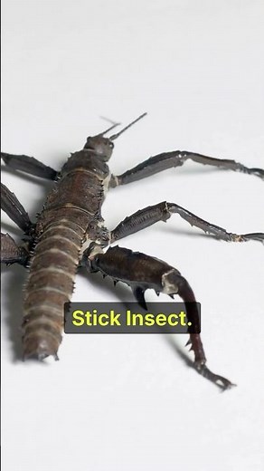Stick Insect: Nature’s Perfect Camouflage! 🌿😱