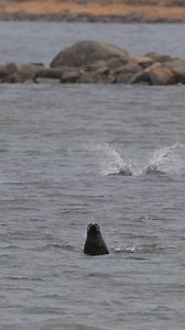 In Vesterålen you will encounter a rich and diversed wildlife that takes your breath away 🦭🐳🦅🫎 Experience the wildlife in Vesterålen 👉 https://visitvesteralen.com/en/nature-safari - - - 🎥 Vesterålen Tours | Visit Vesterålen