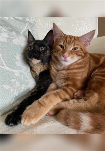 The Unbreakable Bond of Archie & Coco: Siblings in Love