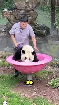 Animals you CANNOT play with! #pets #animals #funfacts