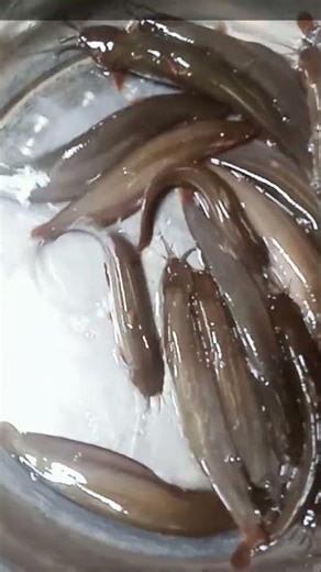 Shing Fish Running Fast | Live Catfish Movement Amazing Scene #fin_cuts_tv