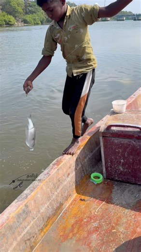 🔥 Unbelievable Huge Mullet Catch By Young Bottle Fishing Master #fishing #fishinglife