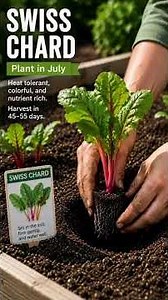 7 Best Vegetables to Plant in July—It’s Not Too Late! #HomeGardening #RooftopGarden #garden #Life...