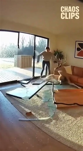 Deer Crashes Through Glass Door!