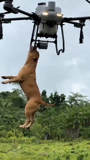 Amazing dog hanging drone by teeth | Faith Ny