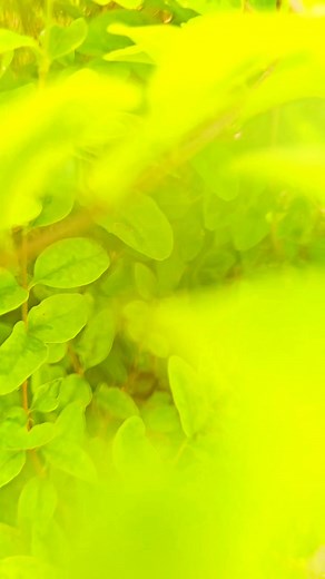 FUN Paradise on Reels