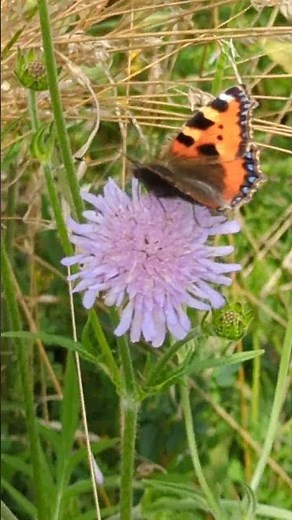 Small Tortoiseshell and Meadow Brown on Scabious flowers