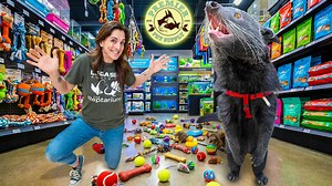 A close look at a binturong in a public setting - how people react to this rare carnivore