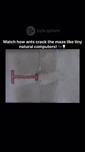 bytes.sphere on Instagram: "🧠🐜 Ants as Nature’s Tiny Problem-Solvers! Ever wondered how hundreds of ants tackle complex mazes together? Researchers from @theuniversityofsheffield placed ants in a maze with obstacles (marked with a red structure) to study their incredible teamwork. Initially wandering randomly, the ants soon began cooperating, marking successful routes with pheromones, and collectively optimizing the path to food. 🌟 This fascinating experiment proves their group intelligence a